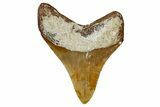 Serrated, Fossil Megalodon Tooth From Morocco - Rare Location #353010-1
